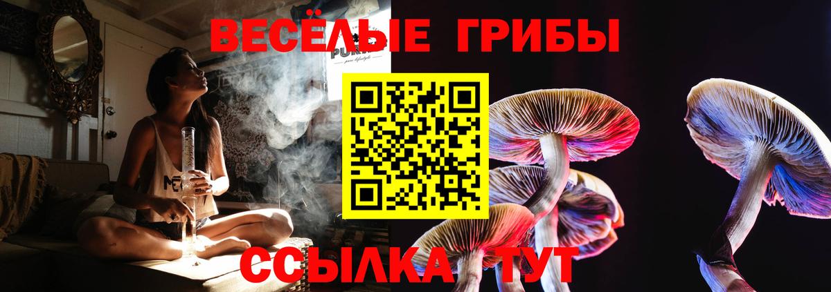 Галлюциногенные грибы Psilocybe Малгобек